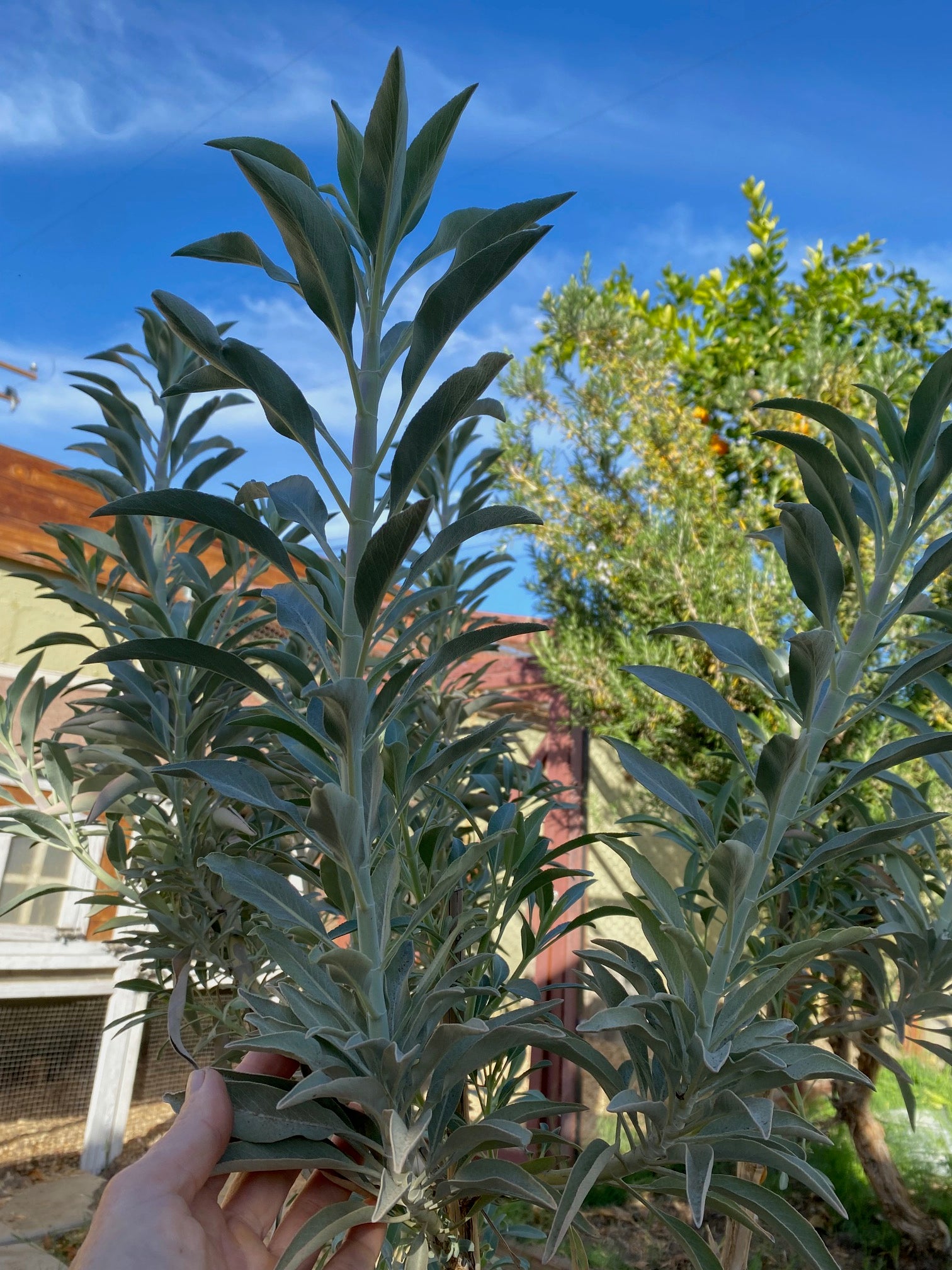 Organic Dried Sage